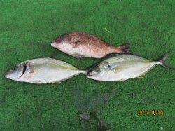 田井の釣り堀　メジロ・シマアジ・マダイの釣果