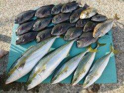 神谷一文字 のませ釣りでメジロイ・ハマチの釣果!