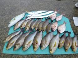 神谷　沖一文字でイサギ・ハマチ・小ダイの他…