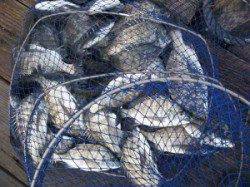 宮崎沖カセ・六本裏カセ チヌの食い良好で30匹超えの釣果