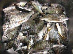 宮崎沖カセ・六本裏カセ チヌの食い良好で30匹超えの釣果