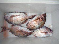 三尾の磯 マダイがチラホラの釣果、合間にアオリイカも