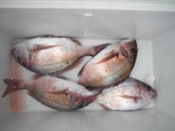 三尾の磯　マダイがチラホラの釣果、合間にア…