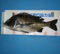 佐波賀道沿いでチヌ51.7cm