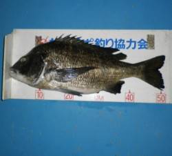 佐波賀道沿いでチヌ51.7cm