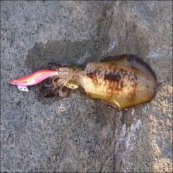 舞鶴田井の磯　エギングでアオリイカ、テキサ…