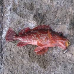 舞鶴田井の磯　エギングでアオリイカ、テキサスリグでガシラの釣果も