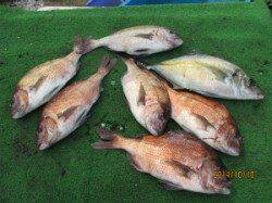 【10日】海上釣堀で青物・マダイ