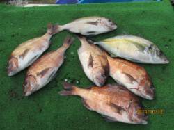 【10日】海上釣堀で青物・マダイ