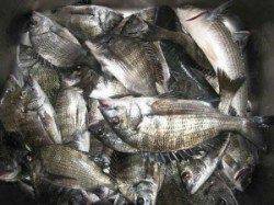 久美浜、六本裏カセでのチヌ釣果