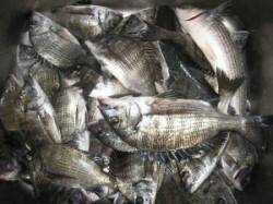 久美浜、六本裏カセでのチヌ釣果