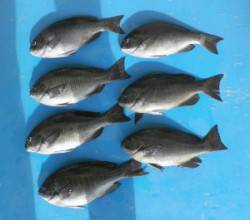 日引磯で30オーバーのグレ7匹、グレが上向…