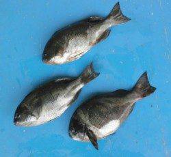 日引磯で30オーバーのグレ7匹、グレが上向いてきました