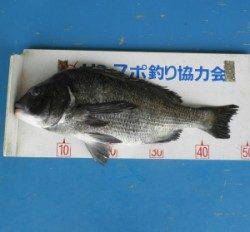 佐波賀道沿いでチヌ48.7cmを頭に2匹の釣果