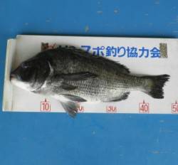 佐波賀道沿いでチヌ48.7cmを頭に2匹の…