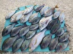 神谷一文字 カゴ釣りでイサギ42cm! ほかグレ・アイゴも