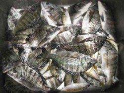 六本裏カセ 台風後もチヌまずまず釣れています♪