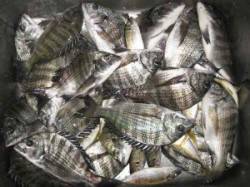 六本裏カセ　台風後もチヌまずまず釣れていま…