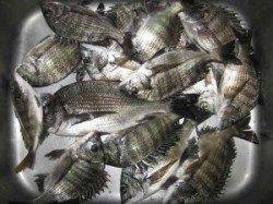 六本裏カセ 台風後もチヌまずまず釣れています♪