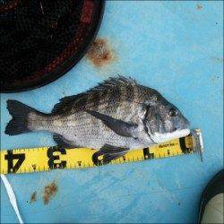 千歳へ釣行してきました〜筏仕掛けでチヌ・マアジ・チャリコ