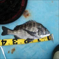 千歳へ釣行してきました〜筏仕掛けでチヌ・マ…