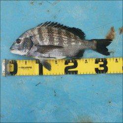 千歳へ釣行してきました〜筏仕掛けでチヌ・マアジ・チャリコ