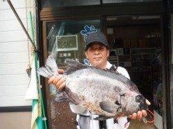 三尾の磯　底物で大物出ました！　イシダイ61cm☆