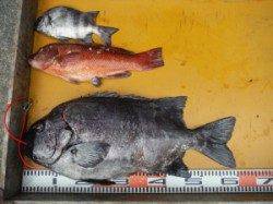 三尾の磯　底物で大物出ました！　イシダイ61cm☆