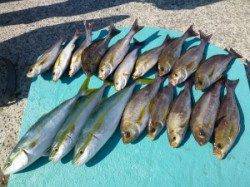 沖一文字内向き　カゴ釣りでイサギ・ハマチの釣果