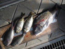 有田の磯　カノクビ磯で良型チヌとグレ・アイゴ