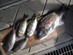 有田の磯　カノクビ磯で良型チヌとグレ・アイ…