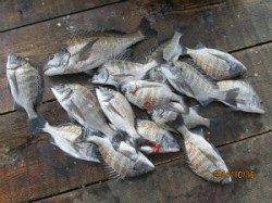 一文字前イカダ1号・2号イカダ　チヌが好釣果です