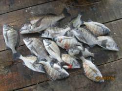 一文字前イカダ1号・2号イカダ　チヌが好釣…