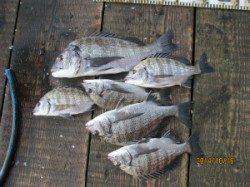 一文字前イカダ1号・2号イカダ　チヌが好釣果です