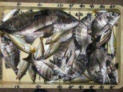 六本裏カセのチヌ釣果　午後３時頃から丸貝で釣れました