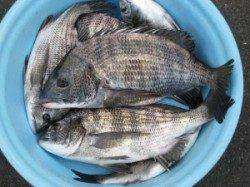 六本裏カセのチヌ釣果　午後３時頃から丸貝で釣れました