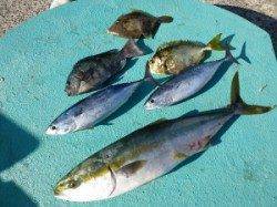 神谷一文字でのませ& かご釣り　メジロにスマガツオ