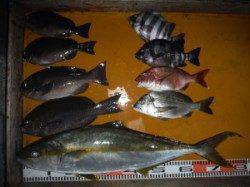 三尾の磯　フカセ、カゴ釣りでヒラマサ・小マサ　ジグでもバラシあり