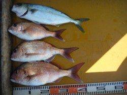 三尾の磯　フカセ、カゴ釣りでヒラマサ・小マサ　ジグでもバラシあり