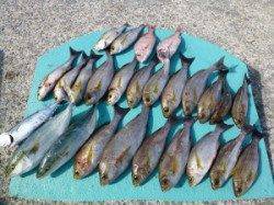 ヒラバエ　カゴ釣りでイサギ・ハマチ・スマガツオ・コダイ