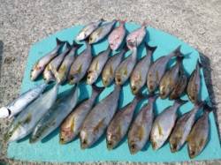 ヒラバエ　カゴ釣りでイサギ・ハマチ・スマガ…