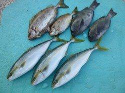 ヒラバエ　カゴ釣りでイサギ・ハマチ・スマガツオ・コダイ