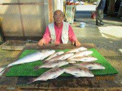 田井の釣り堀　メジロ・マダイの釣果