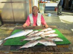 田井の釣り堀　メジロ・マダイの釣果