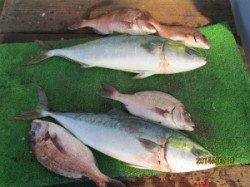 田井の釣り堀　メジロ・マダイの釣果