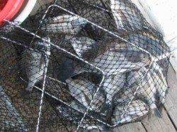 六本裏カセのチヌ釣果　宮崎カセではヒラメ56cmとカワハギ