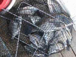 六本裏カセのチヌ釣果　宮崎カセではヒラメ5…