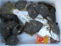 六本裏カセのチヌ釣果　宮崎カセではヒラメ56cmとカワハギ