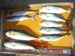 三尾の磯ショアジギングの釣果　のこぎりでメジロ♪　地のこではヒラメも