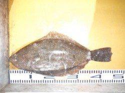 三尾の磯ショアジギングの釣果　のこぎりでメジロ♪　地のこではヒラメも